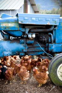 Tractor and Chickens